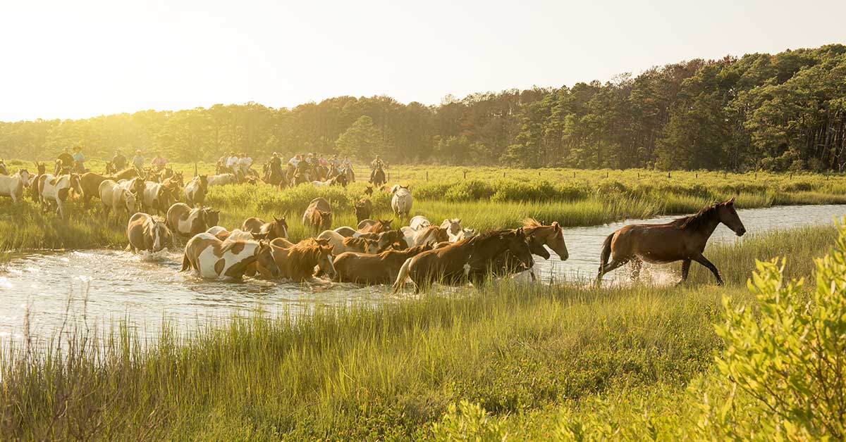 Chincoteague Pony Swim